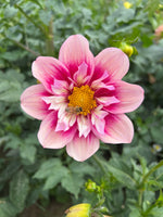 Rhubarb & Custard (Limit 2)