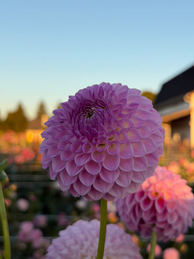 Westerton Ella Grace