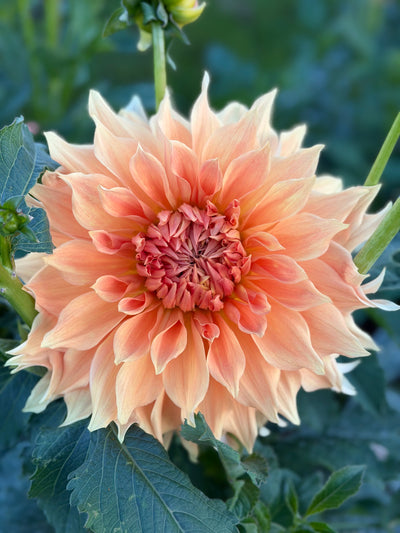 Aggie White (Limit 1)