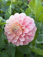 Florelie Pirouette (Limit 1)