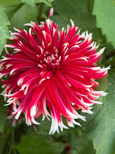 Bloomquist Firecracker