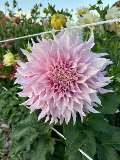 KA's® Lavender Blush