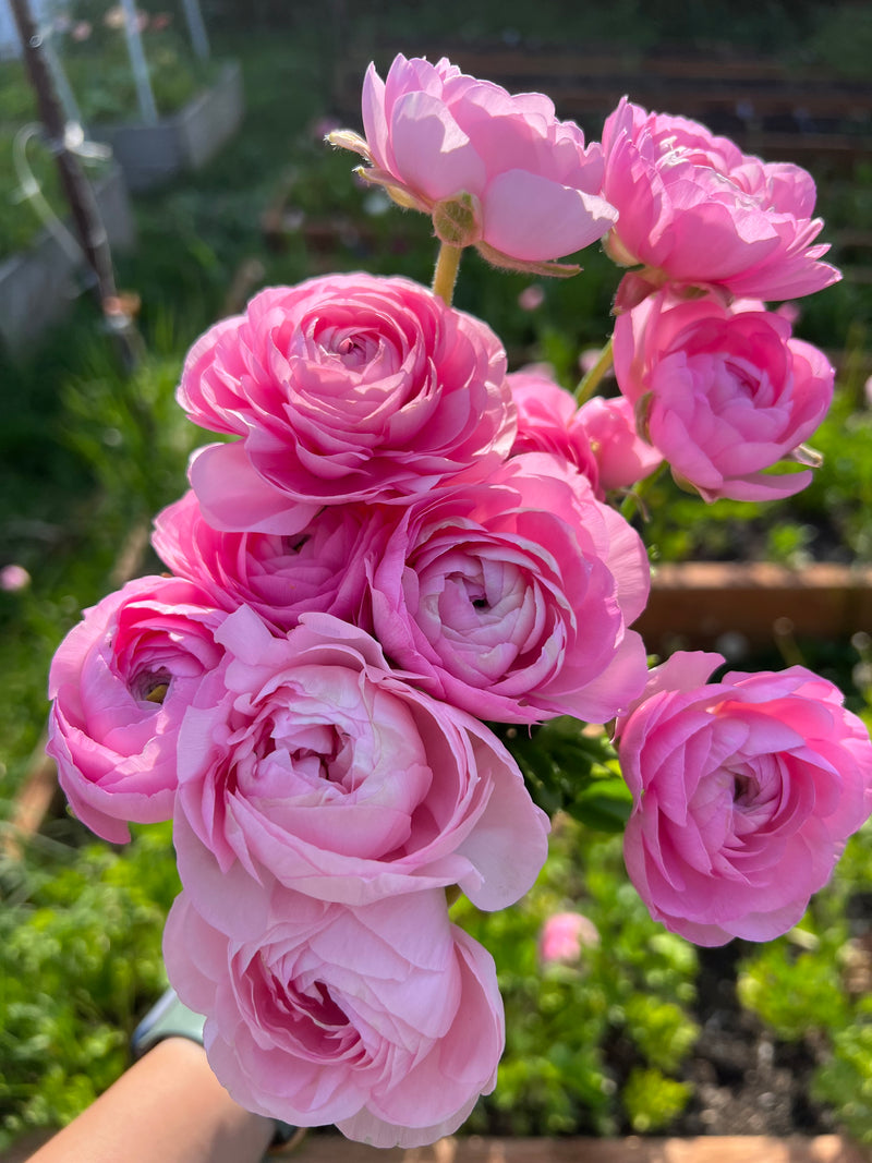 Elegance Rosa (20 corm package)