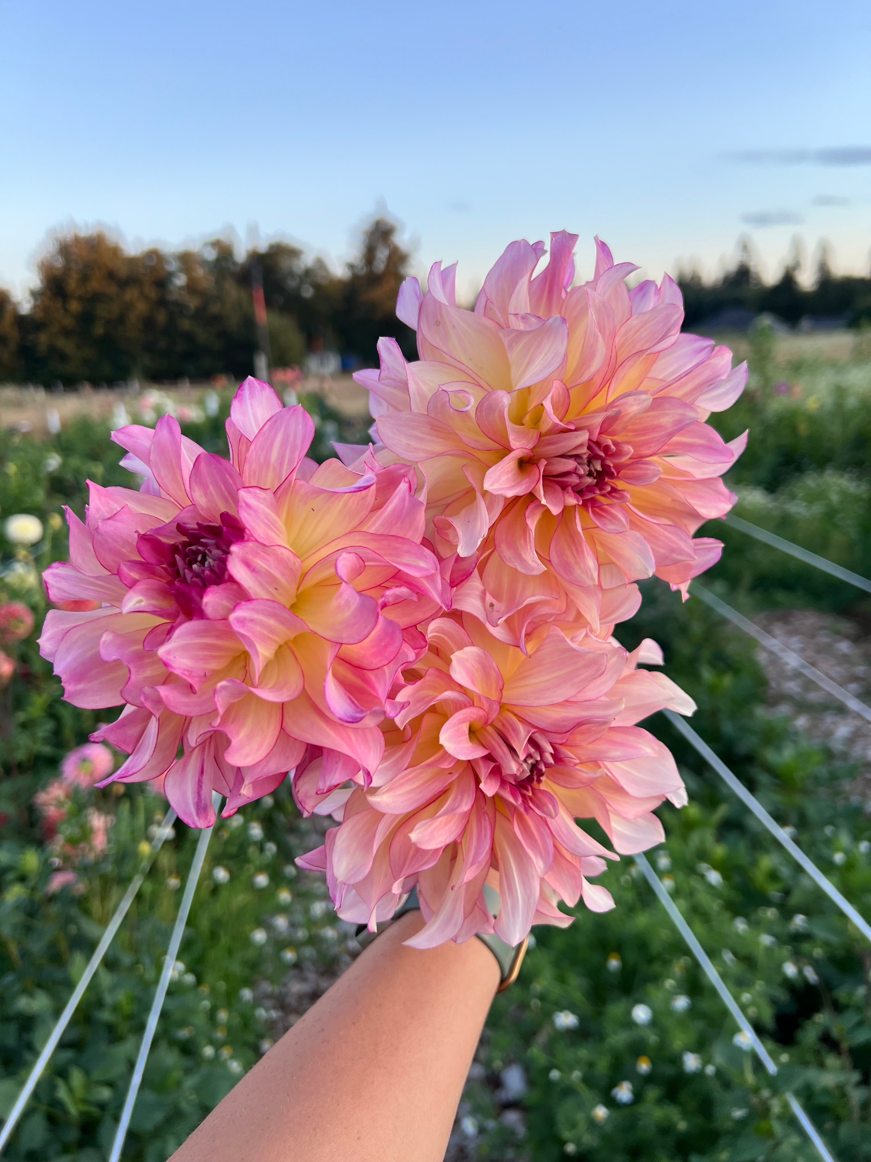 Dahlias – Micro Flower Farm