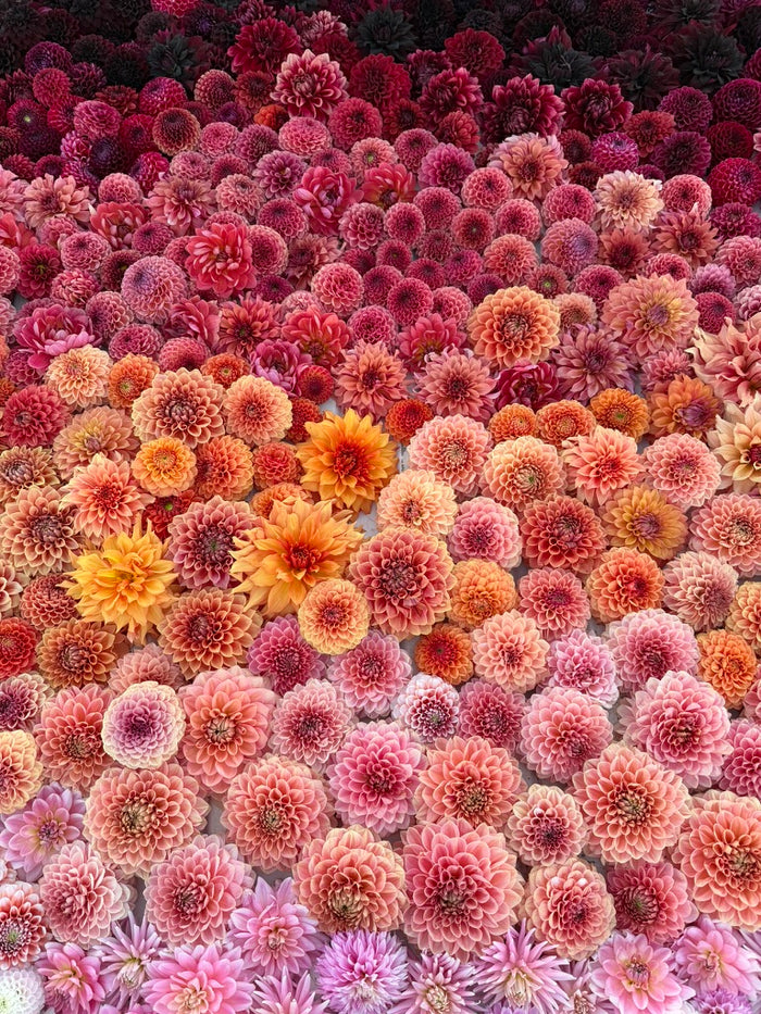 Mystery Tubers