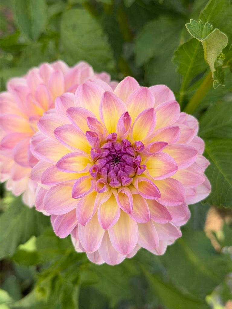 Dahlias – Micro Flower Farm