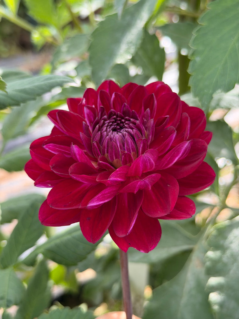 Sandia Bertha