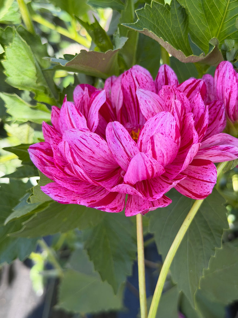 Sandia Cancan