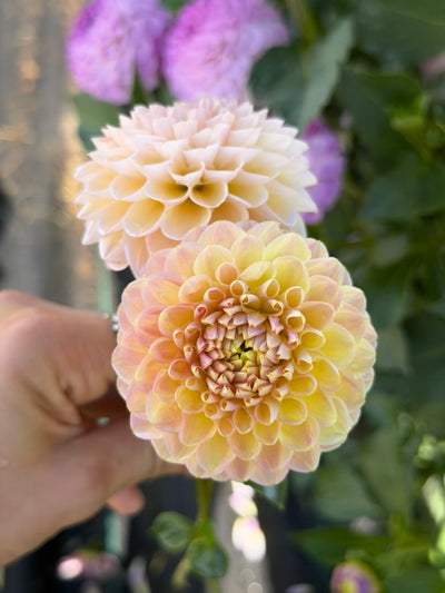 La Corbiere (Limit 1)