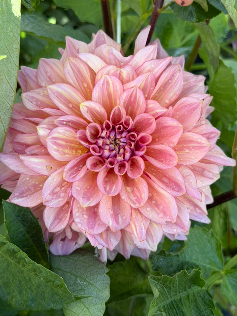 Lahaina Love – Micro Flower Farm