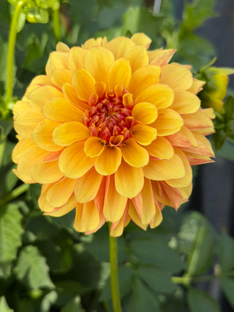 houseonthehill yellowflower ロンティ 80サイズ Buntyn's Hot Diggity Dog | Spring Daylily Catalog – Schreiner's