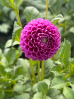 Florelie Hayley