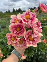 Rhubarb & Custard (Limit 2)