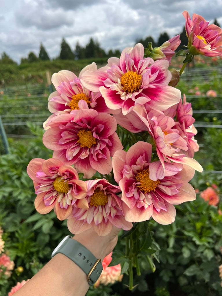 Rhubarb & Custard (Limit 2)