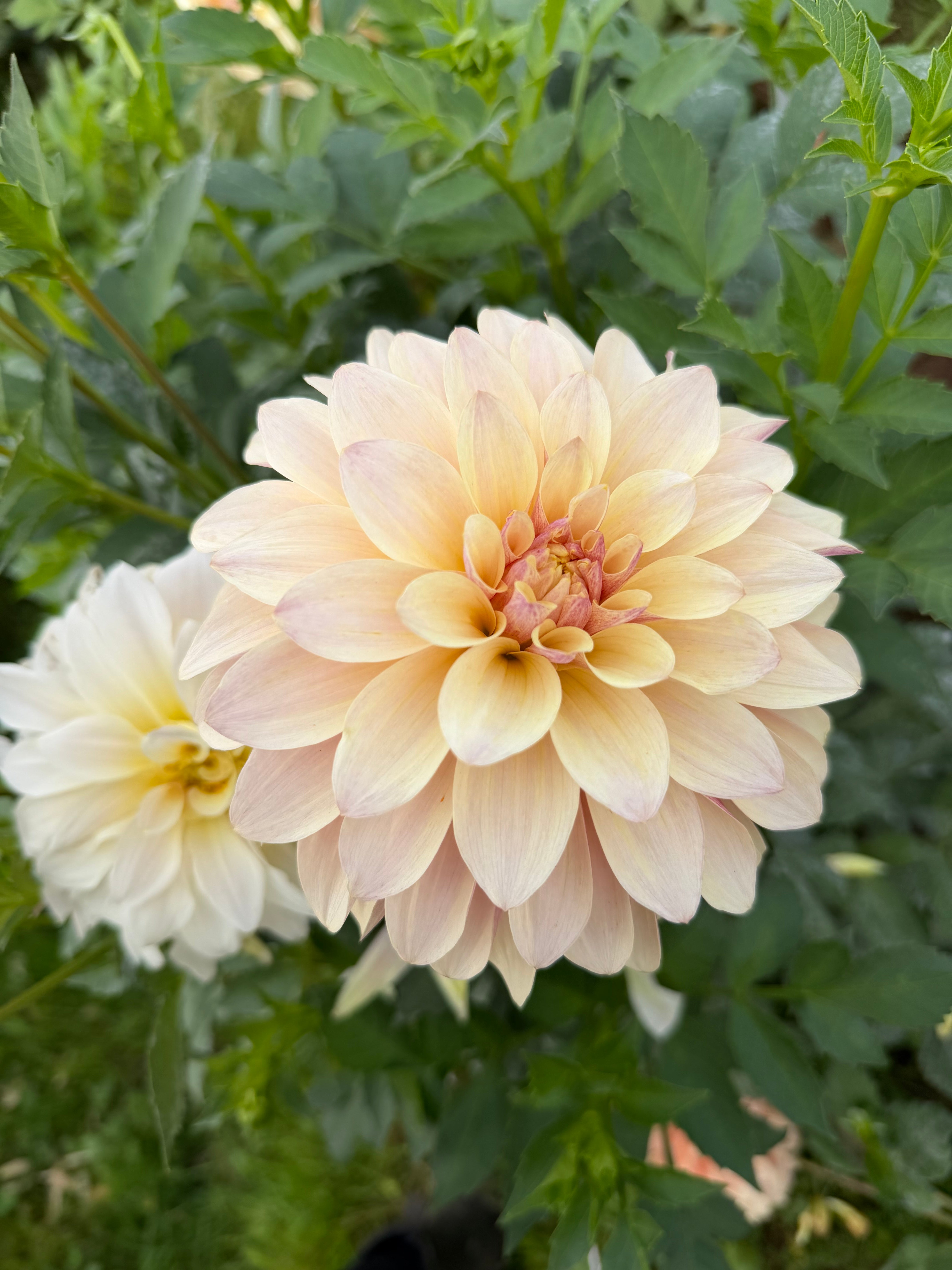 Sidehill Trishie – Micro Flower Farm