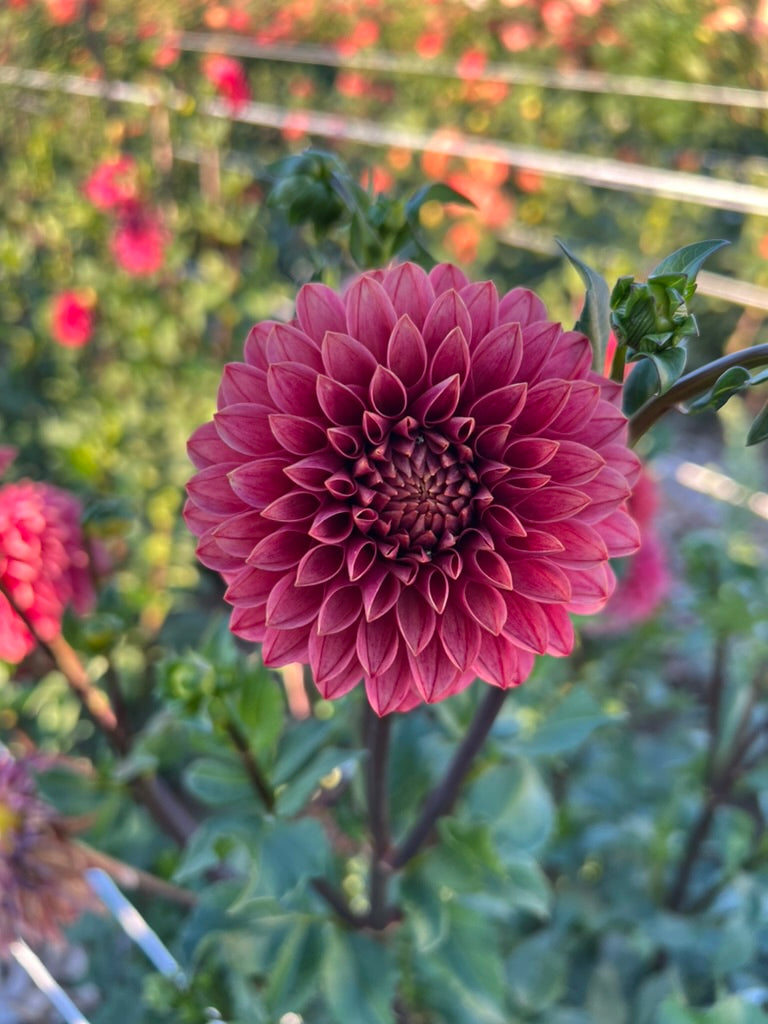 KA's® Rosie Jo – Micro Flower Farm
