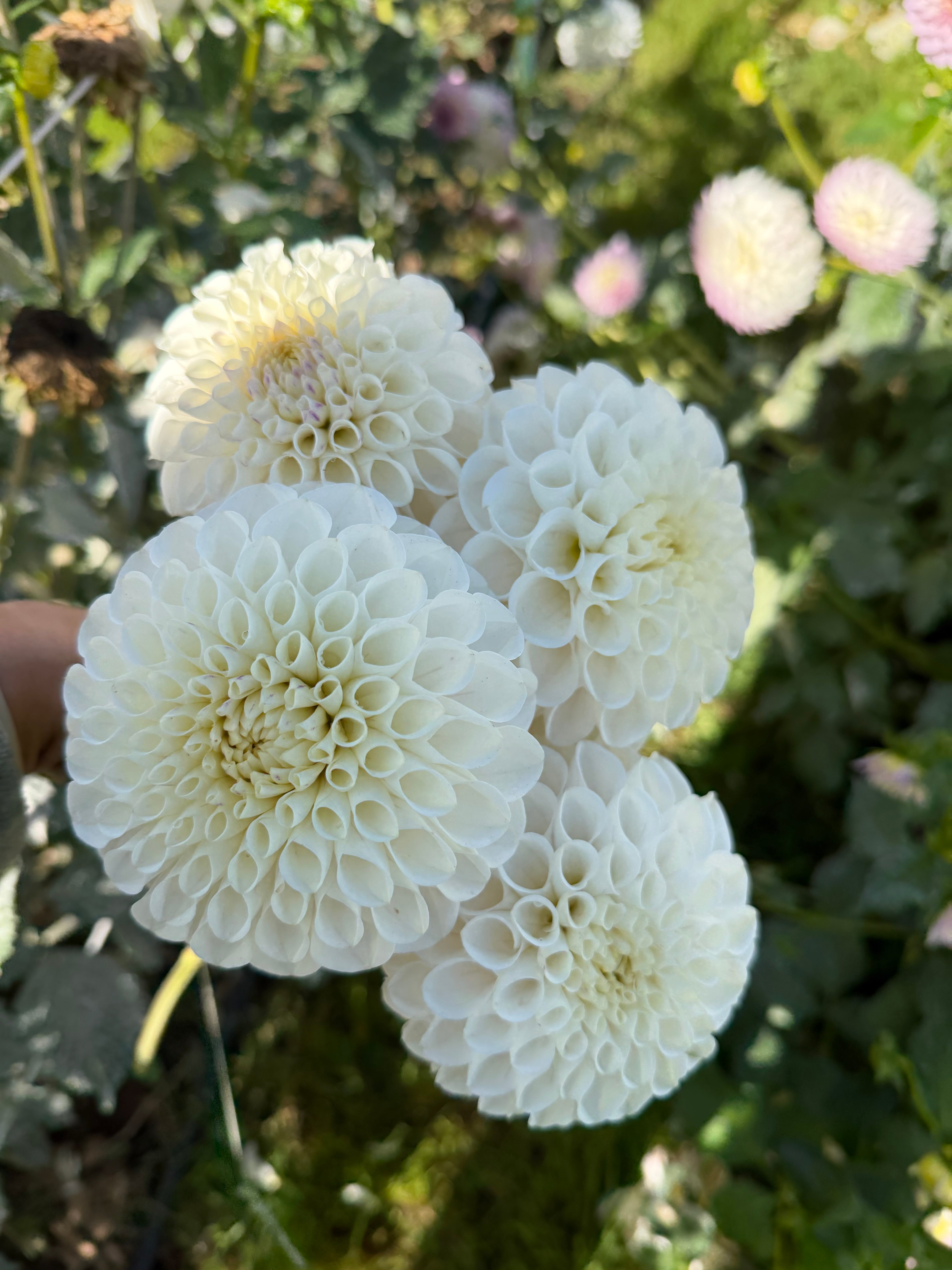Pearl & Flower Ferncliff Pearl – Micro Flower Farm