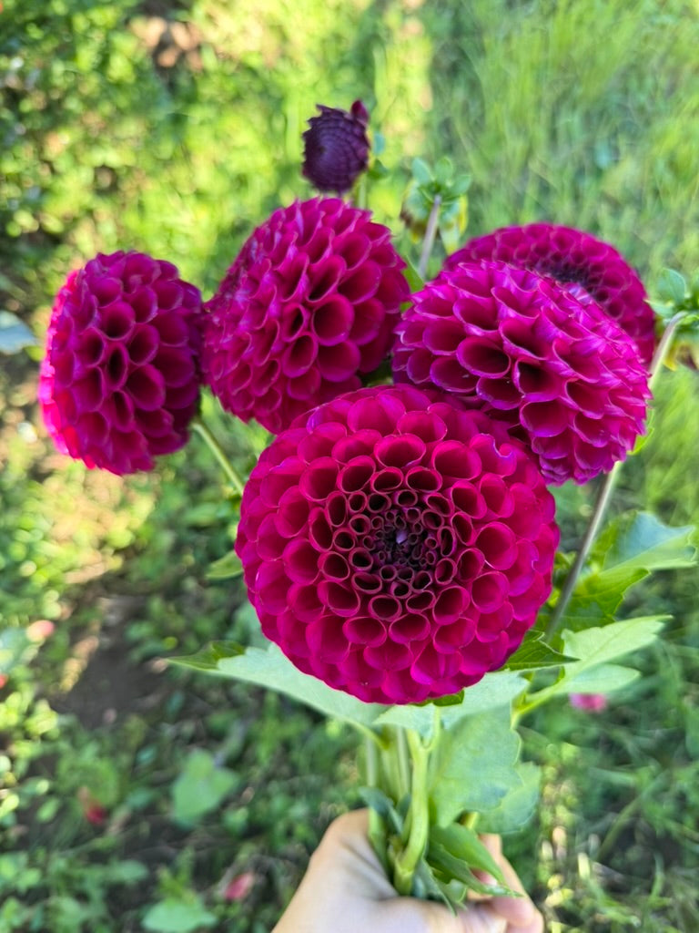 Irish Blackberry