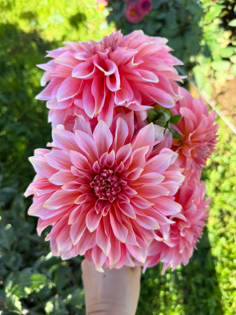 Kenora Lisa – Micro Flower Farm