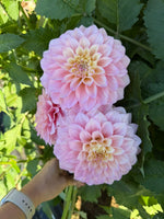 Florelie Pirouette (Limit 1)
