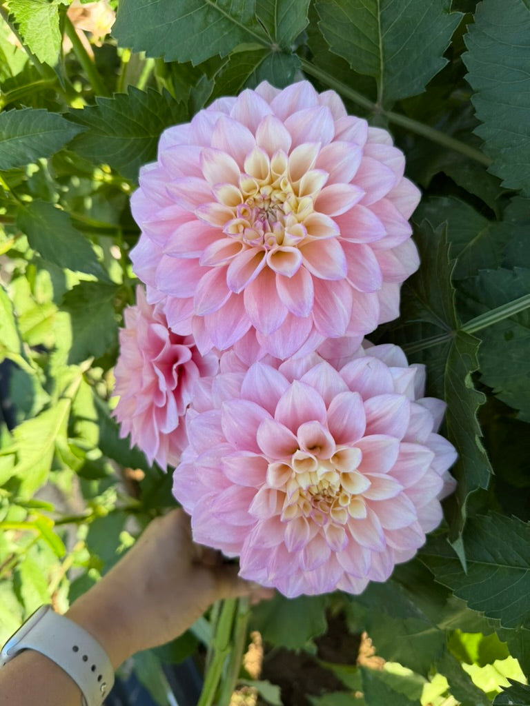 Florelie Pirouette (Limit 1)