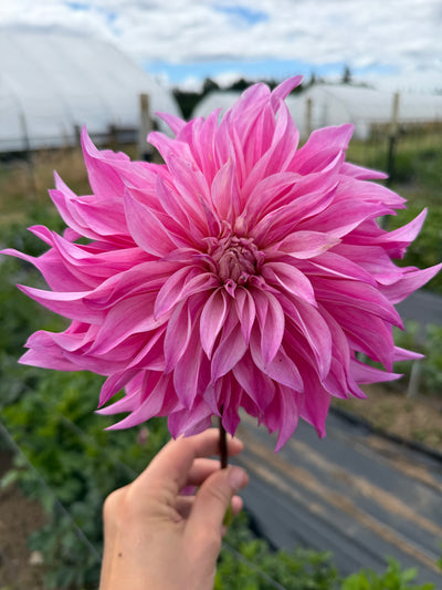 Florelie Meagen