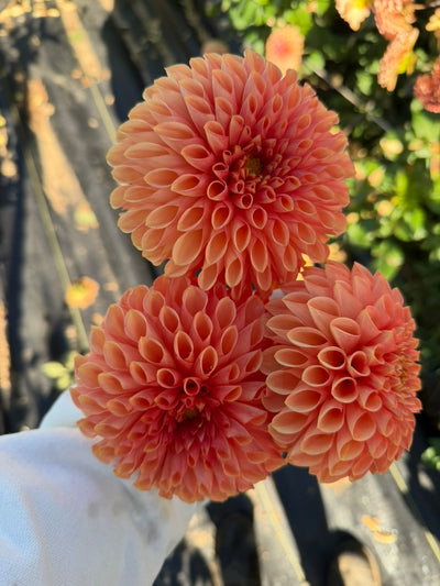 Coral Charm