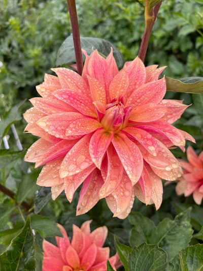 Salish October Wedding