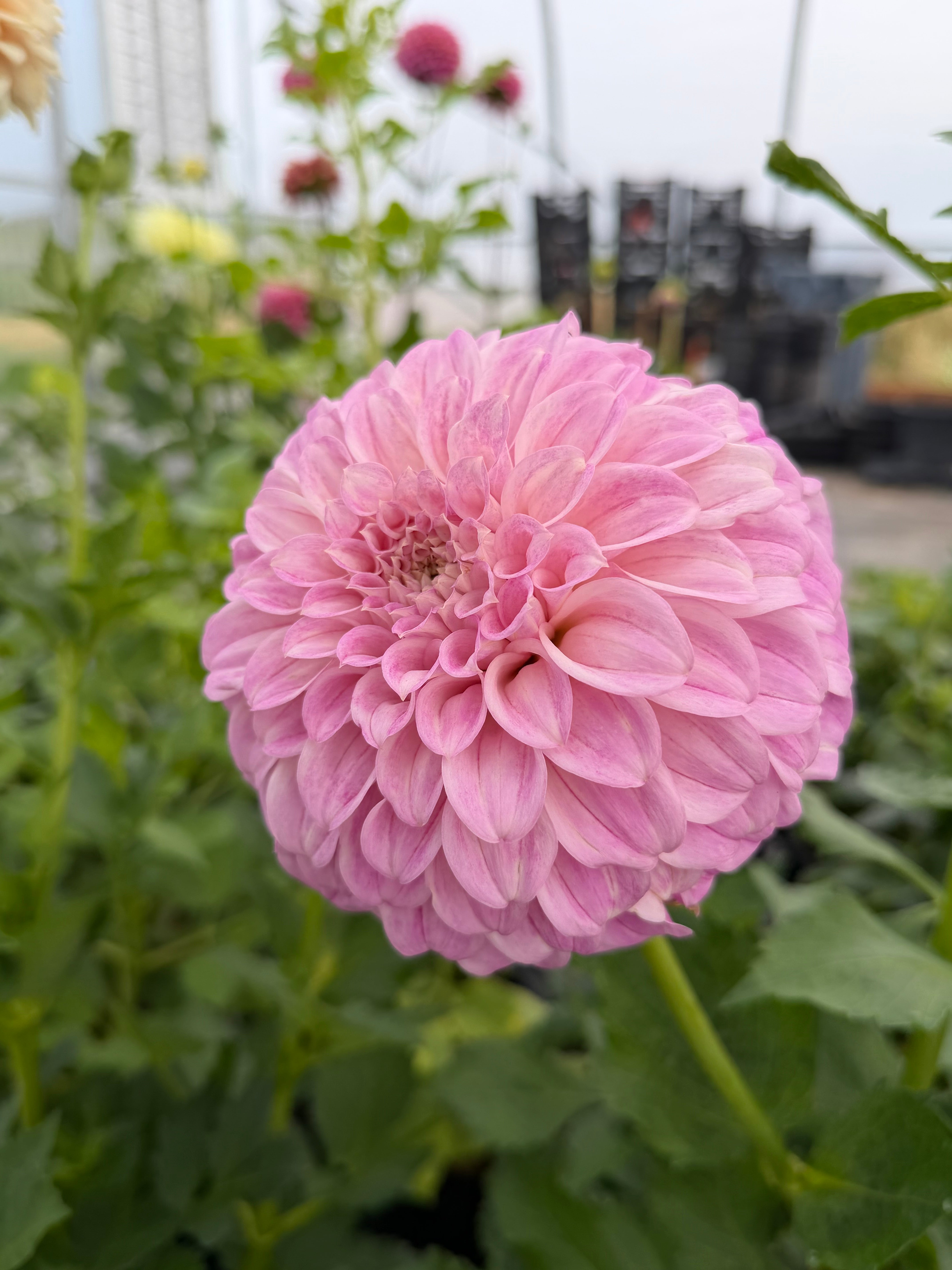 Dahlias – Page 6 – Micro Flower Farm