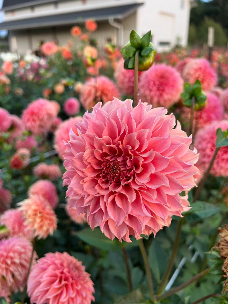 KA's® Coral Sea