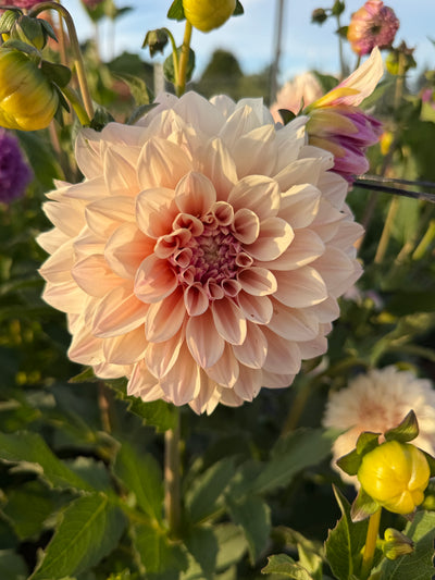 Florelie Antique