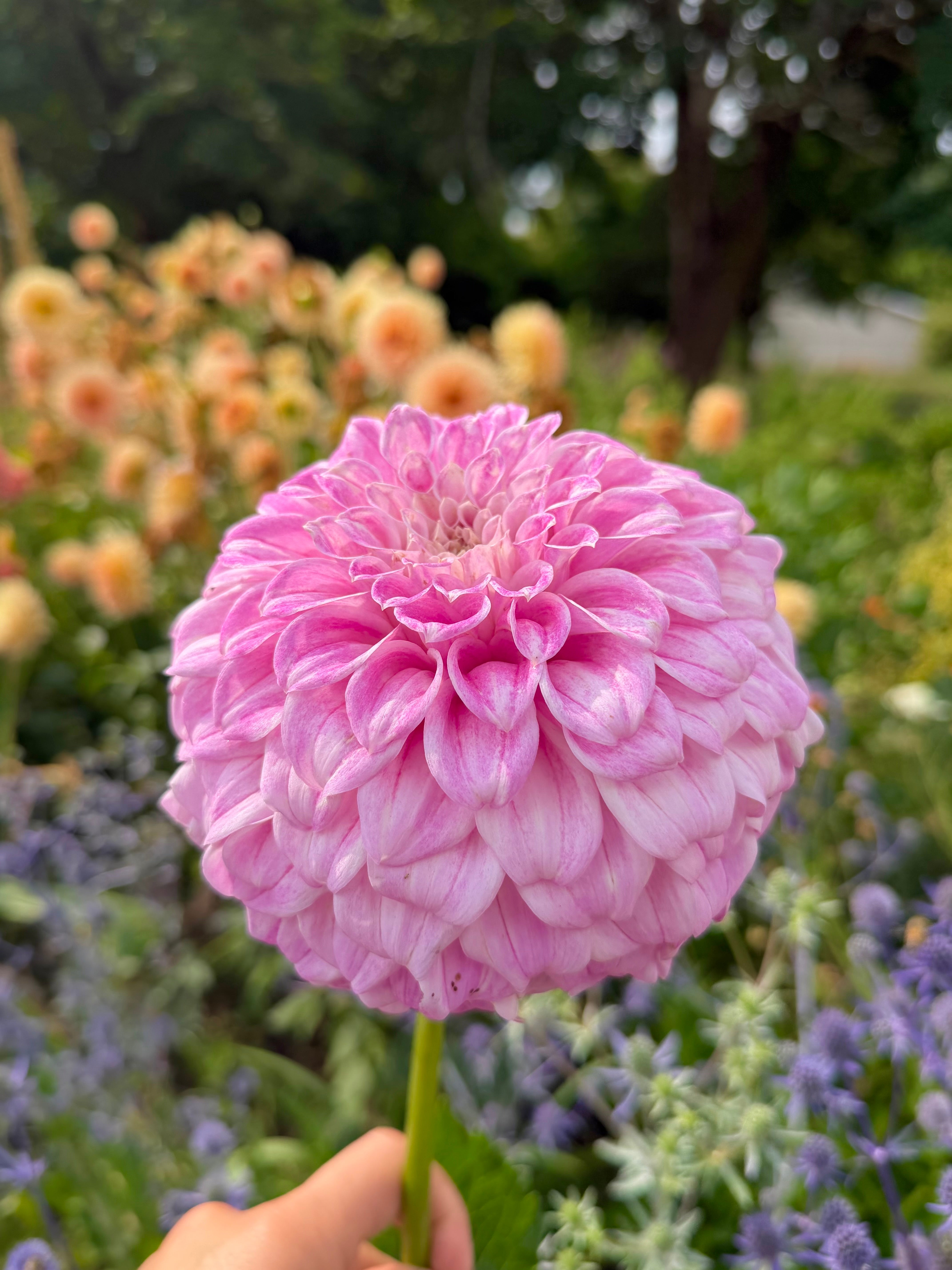 Dahlias – Page 6 – Micro Flower Farm
