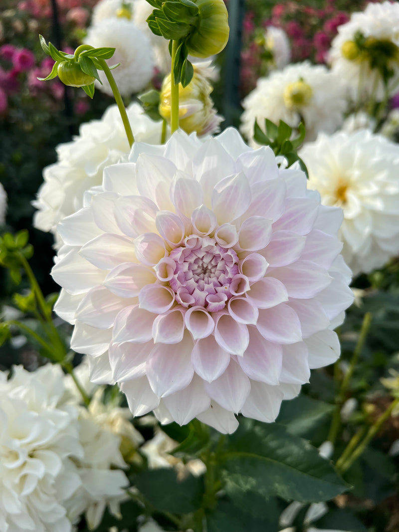 KA's® Bella Luna
