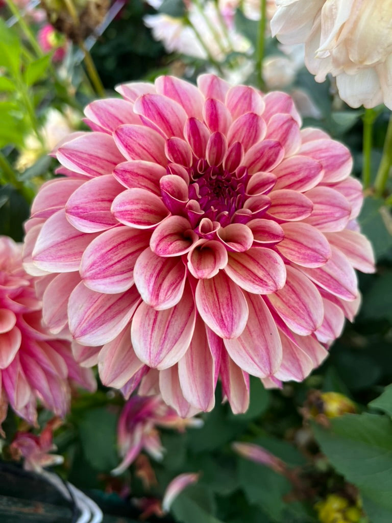 KA's® Rhubarb