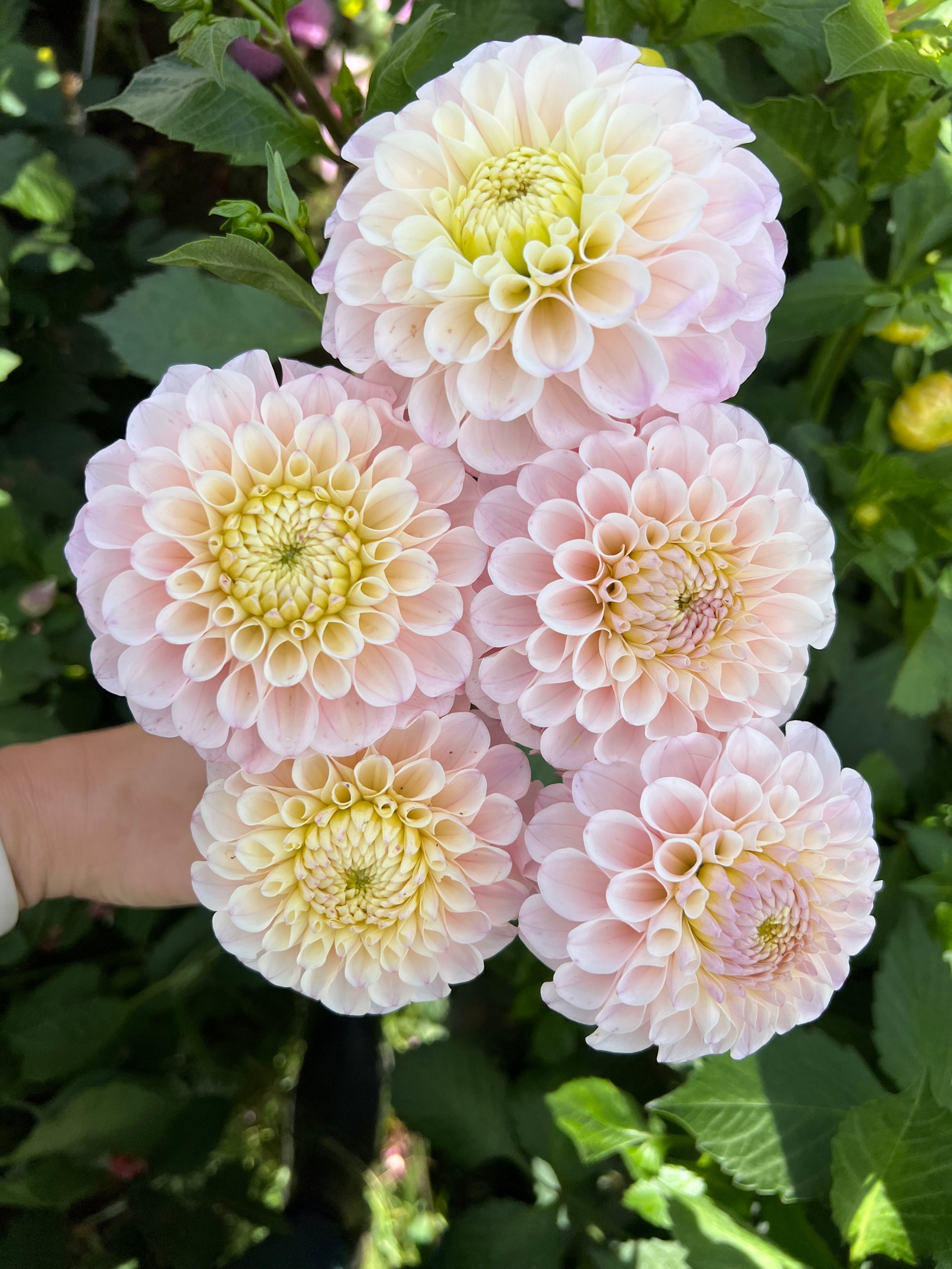 20th Ave Memory – Micro Flower Farm