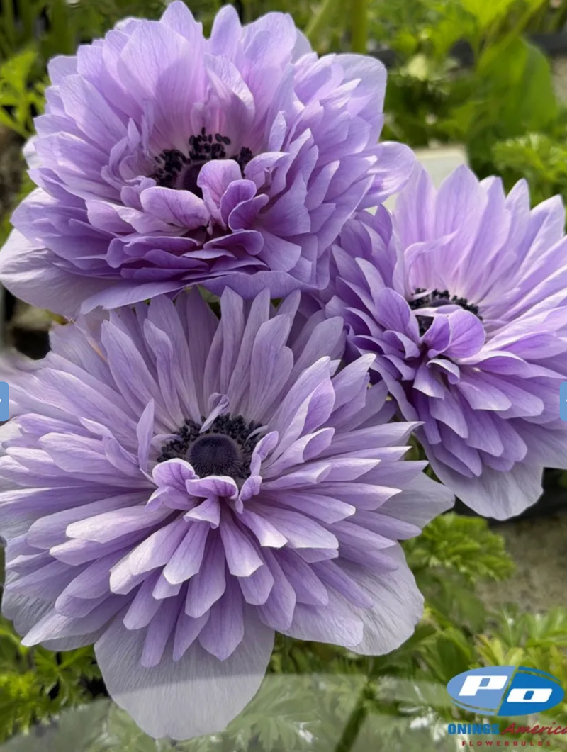 Levante Azzurro Anemone