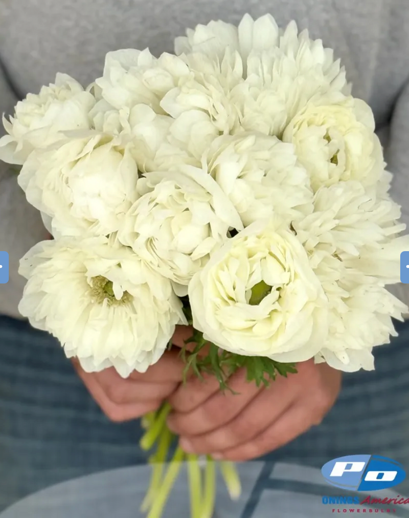 Levante Bianco Anemone (20 corm package)