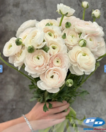 Cloni Success Hanoi (5 corm package)