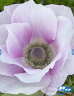 Mistral Pale Anemone (20 corm package)
