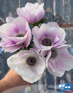 Mistral Pale Anemone (20 corm package)