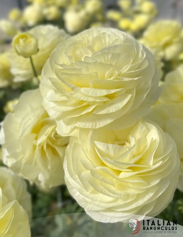 Elegance Crema (20 corm package)