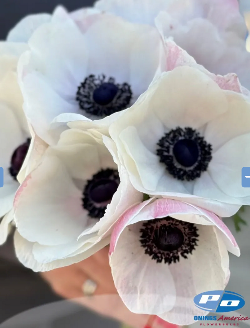 Mistral Bianco Panda Anemone (20 corm package)