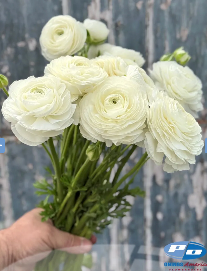 Elegance Bianco (20 corm package)