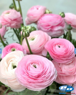 Elegance Rosa Chiaro (20 corm package)