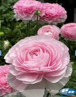 Elegance Rosa Chiaro (20 corm package)