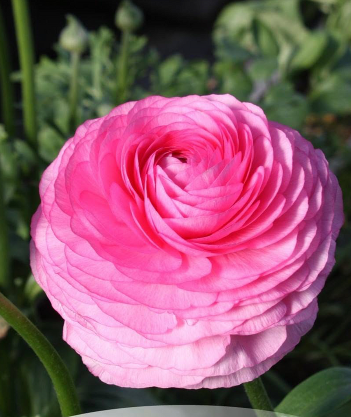 Elegance Rosa Scuro (20 corm package)