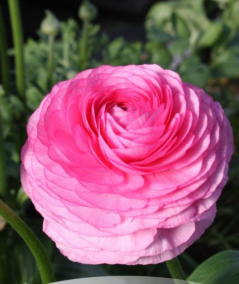 Elegance Rosa Scuro (20 corm package)