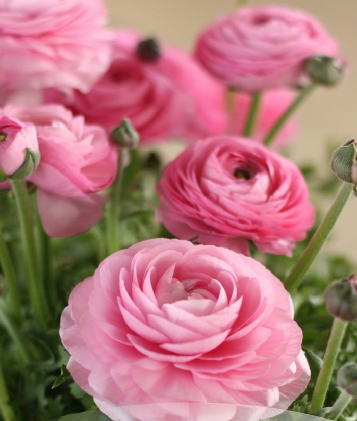 Elegance Rosa (20 corm package)