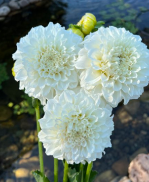 Irish Ruffles