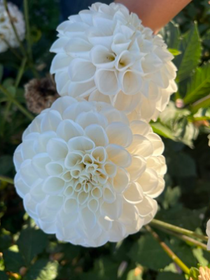Ferncliff Bride